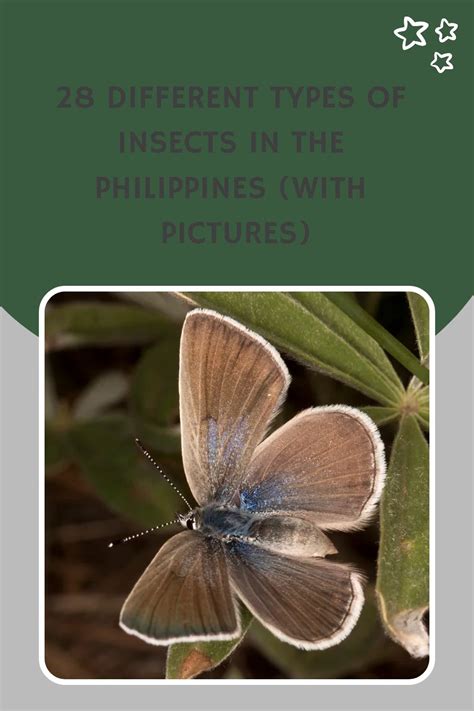 insects philippines|28 Different Types of Insects in the Philippines (With Pictures).